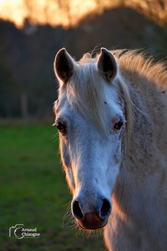 Cheval 1
