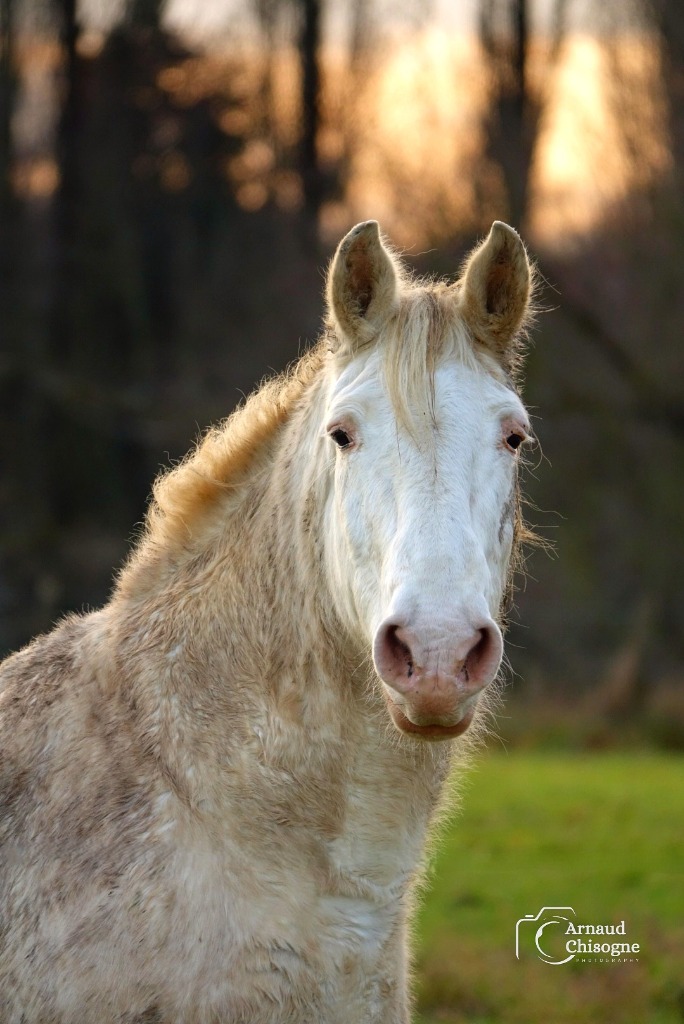 Cheval 2