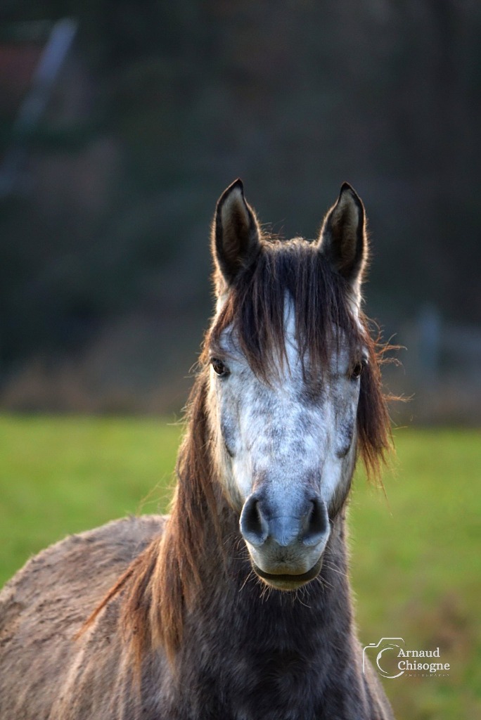 Cheval 4