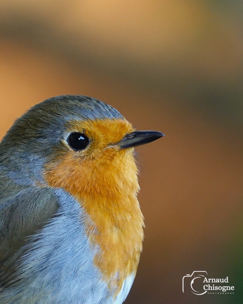 Rouge-gorge détail